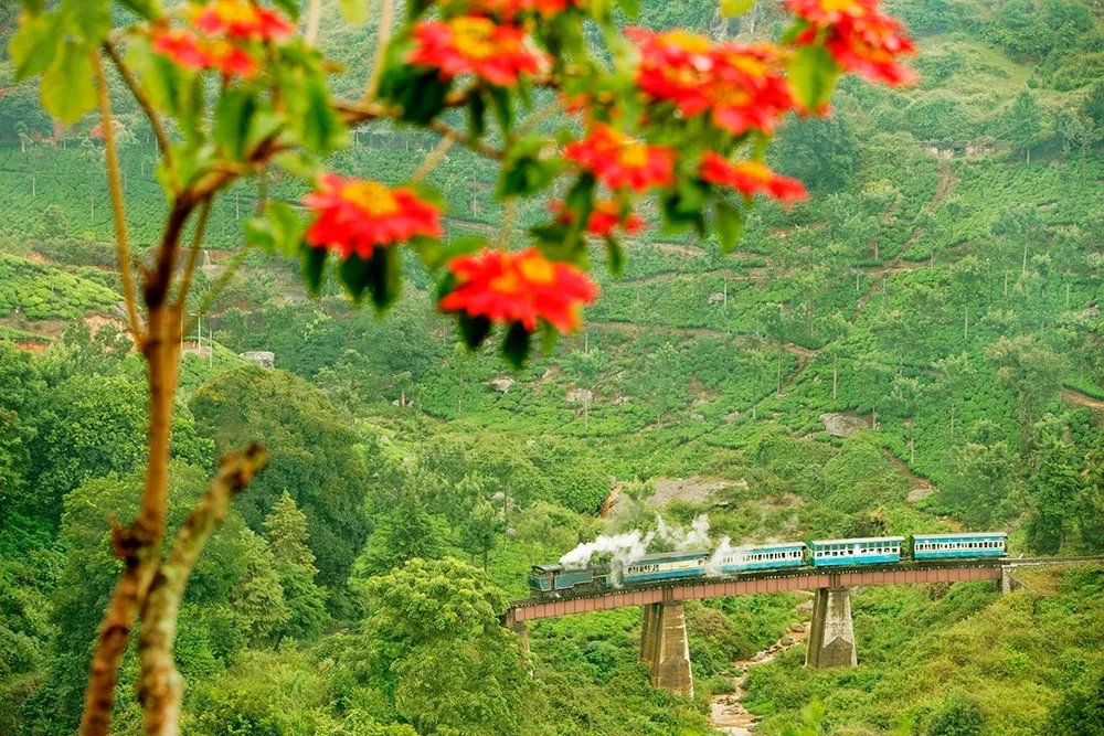 mountain-train-thru-tea-estate-img.webp