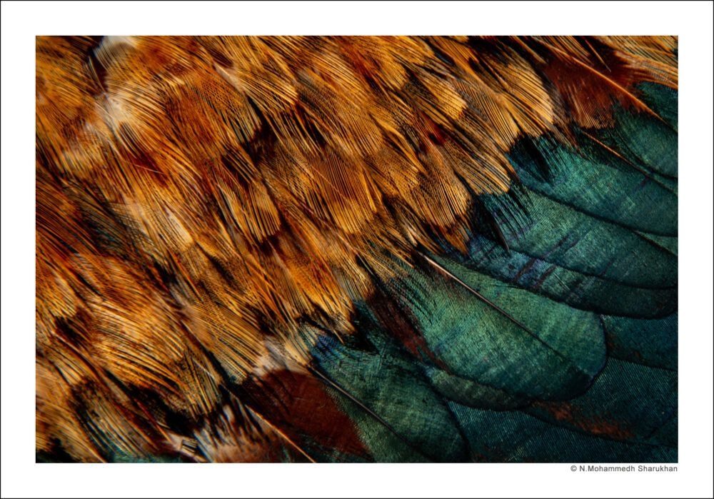 Printing and Framing