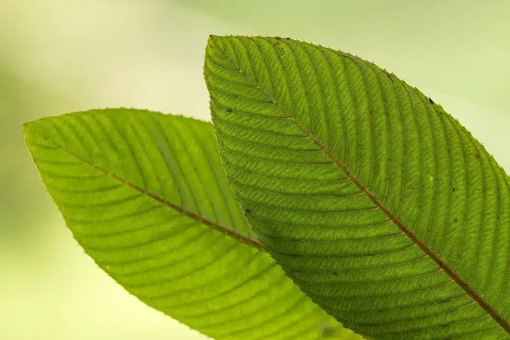 Green: The Color of Growth and Renewal